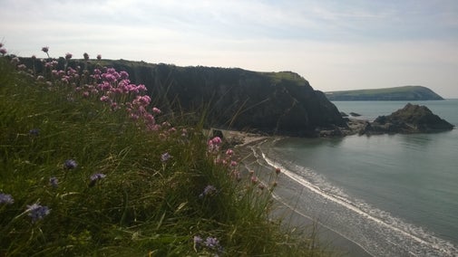 Wildflowers flowering on the Pembrokeshire coast